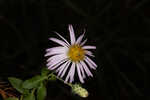 Climbing aster